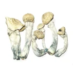 Albino Penis Envy Mushroom