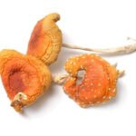 Amanita Muscaria Mushrooms