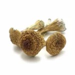 Thai Pink Buffalo Mushrooms