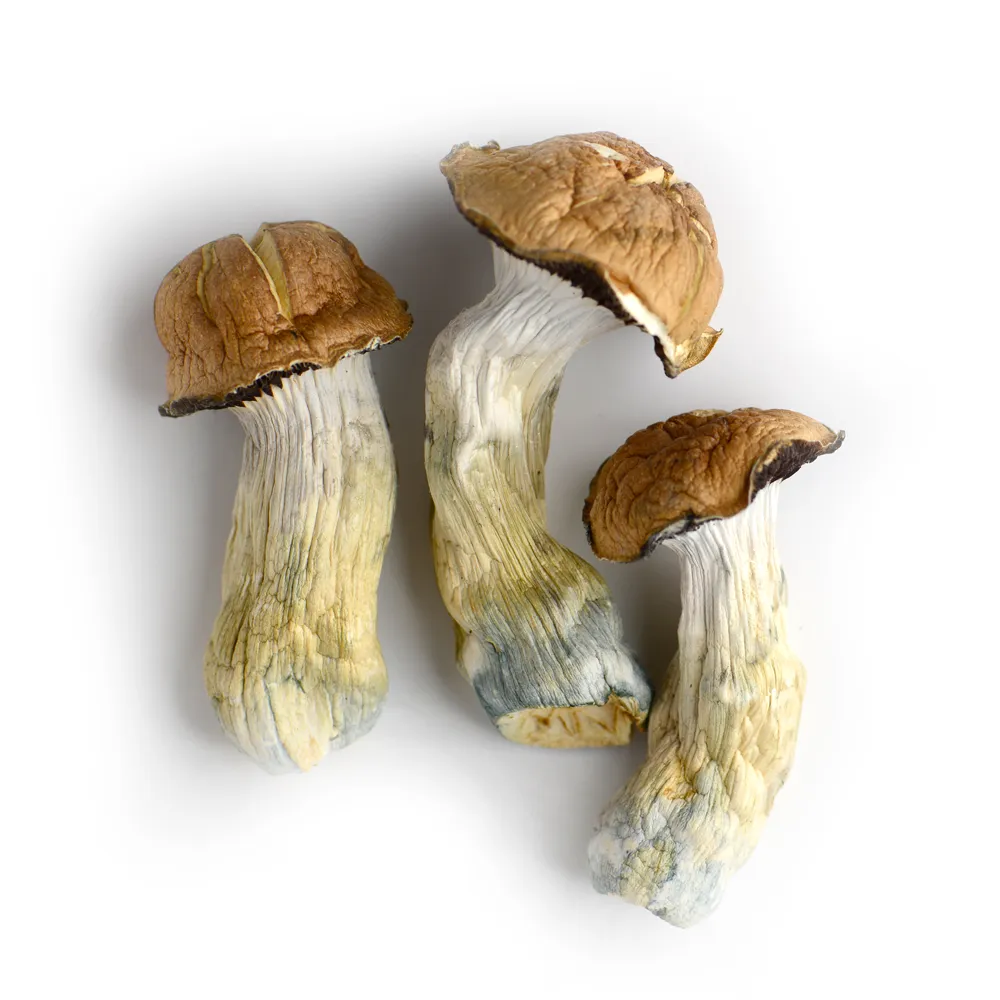 Tidal-Wave-Magic-Mushrooms.webp