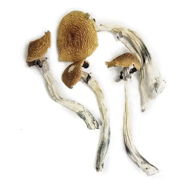 Wavy-Caps.jpg Wavy Caps Mushrooms - Image 1