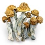 Penis Envy Mushroom
